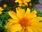 Tithonia diversifoliaÂ  is commonly known as theÂ tree marigold, Mexican tournesol,Â Mexican sunflower,Â Japanese sunflowerÂ orÂ N